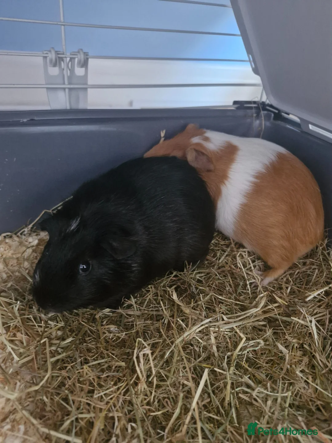 Guinea Pig rodents for sale: 2 male guinea pigs in Erith - Advert 1