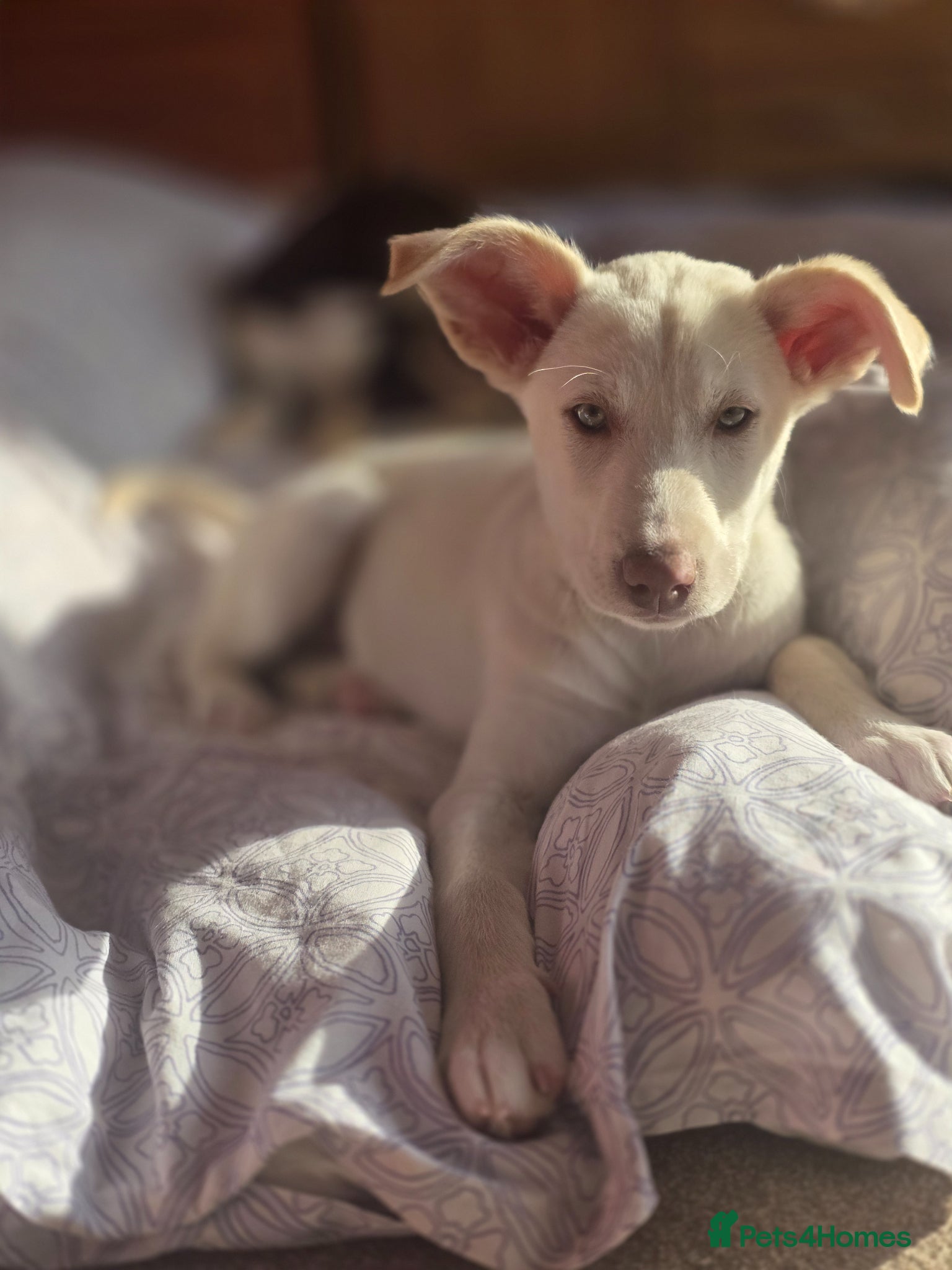 Mixed Breed dogs EUROHOUND / SIBERIAN HUSKY HYBRID PUPPIES  - Advert 1