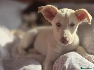 Mixed Breed dogs EUROHOUND / SIBERIAN HUSKY HYBRID PUPPIES - Advert 6