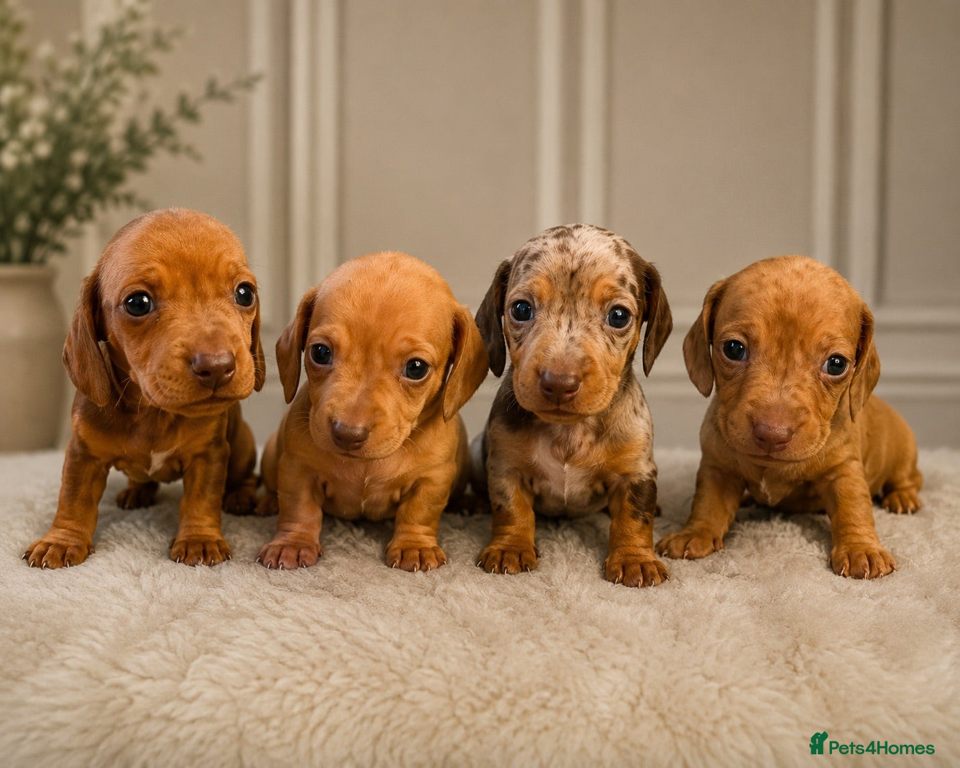 Dachshund dogs Beautiful miniature dachunds (Home Raised) - Advert 3