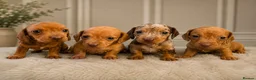 Dachshund dogs for sale: Beautiful miniature dachunds (Home Raised) - Advert 1