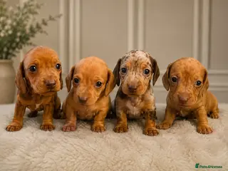 Dachshund dogs Beautiful miniature dachunds (Home Raised) - Advert 3
