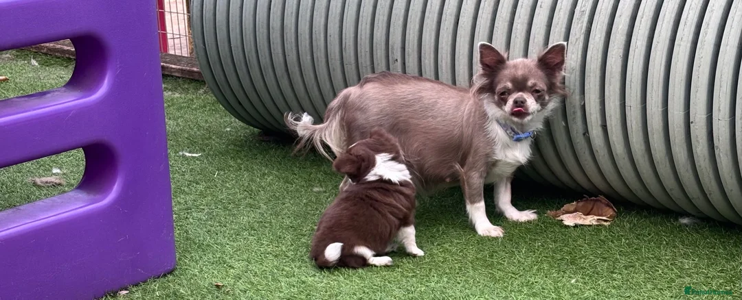 Chihuahua dogs for sale: Amazing tiny long coat girl puppy  - Advert 2