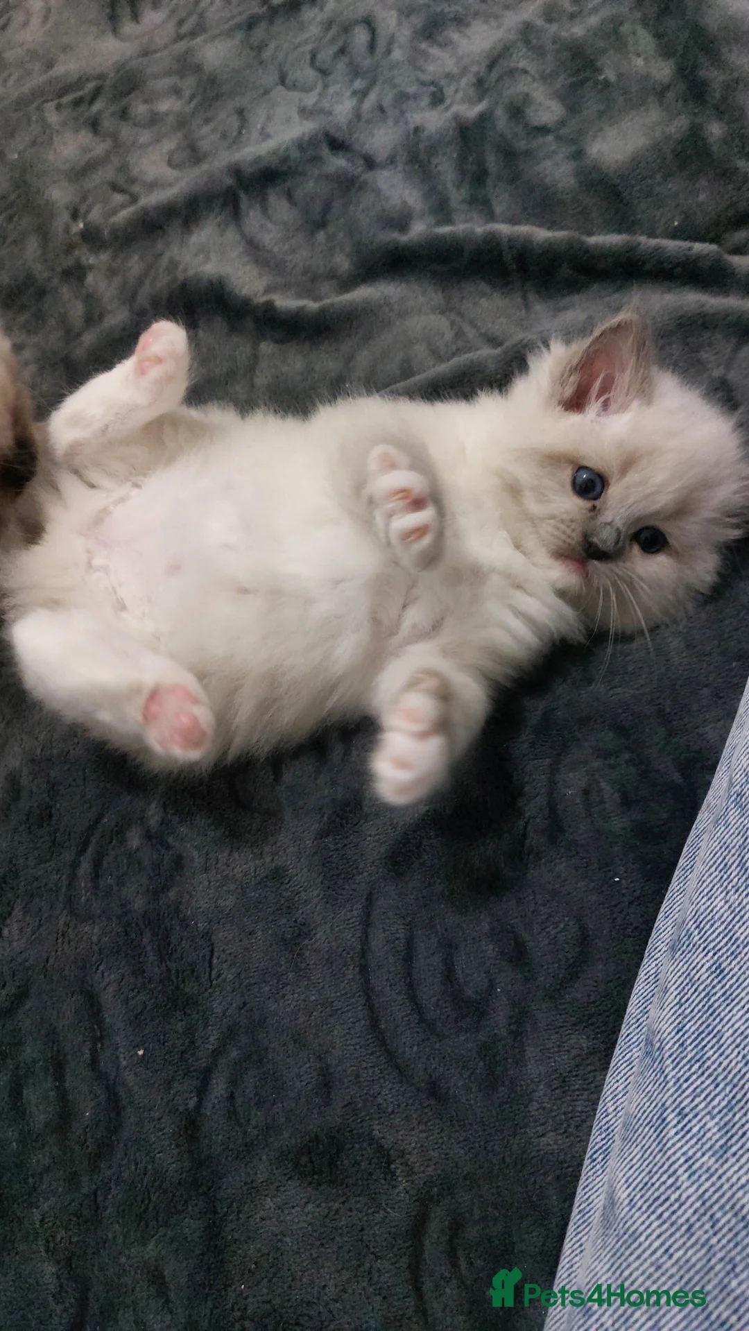 Ragdoll cats for sale: Two gorgeous rag dolls Girl and boy 😺😸 in Leicester - Advert 16