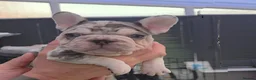 French Bulldog dogs for sale: 💥 Unique French Bulldog puppies 💥 - Advert 8