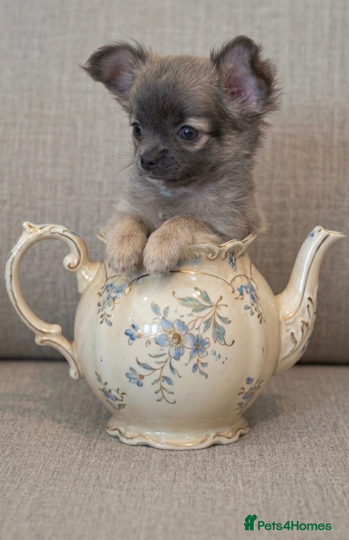 Chihuahua dogs Beautiful full pedigree chihuahua puppies - Advert 2
