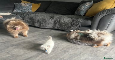 Ragdoll cats - Advert 3