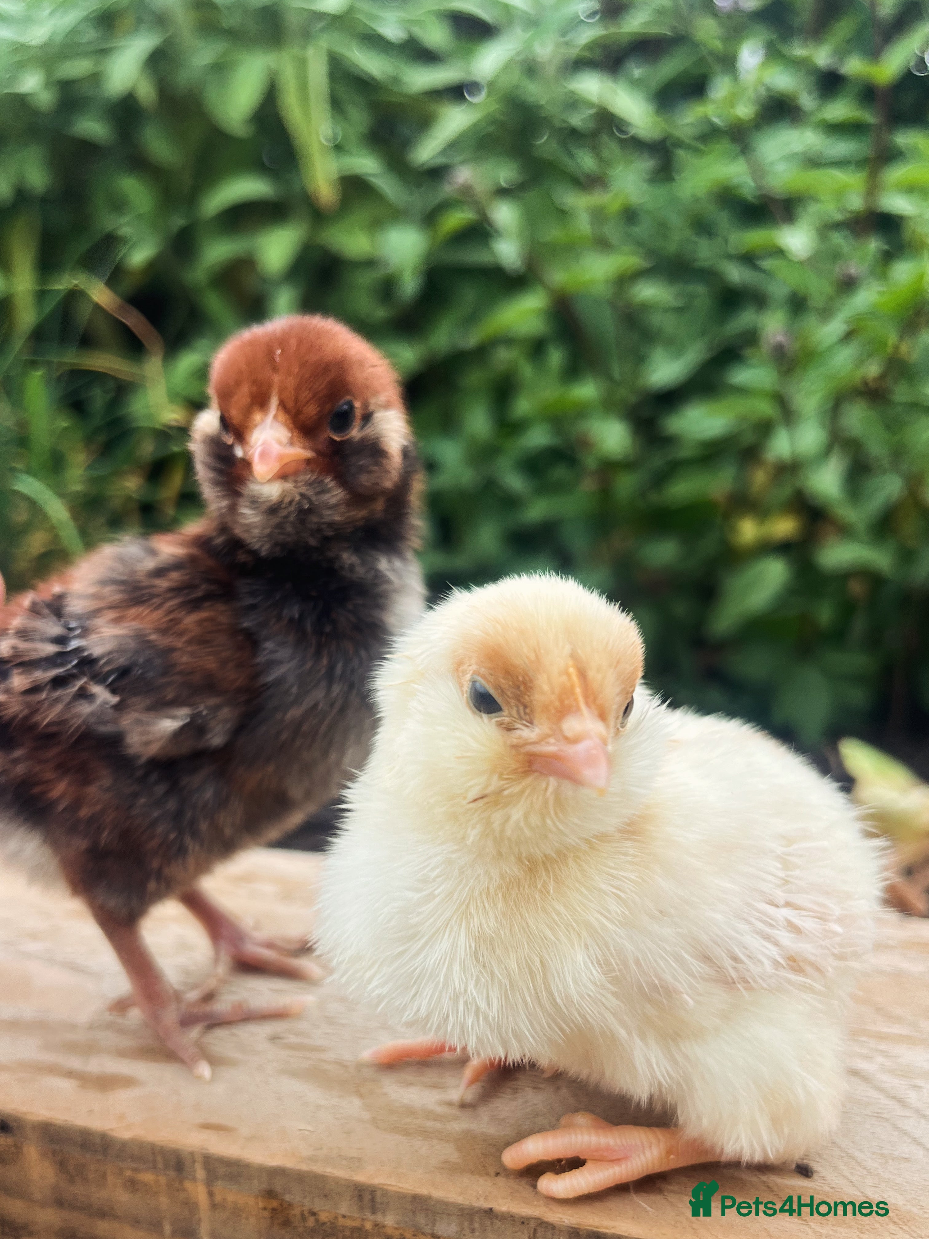 Chickens poultry Day Old Chicks Unsexed - Advert 1