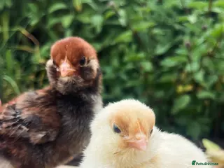 Chickens poultry Day Old Chicks Unsexed - Advert 1