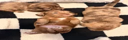 Mixed Breed dogs for sale: Adorable Schweenies puppy’s  - Advert 17