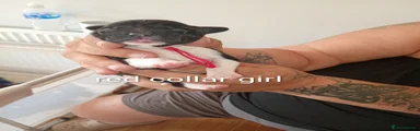  Red collar 