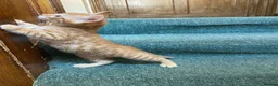 Mixed Breed cats for sale: Savannah cross kittens - Advert 6
