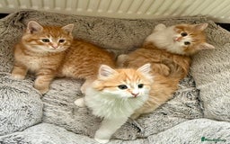 Mixed Breed cats for sale: SUPER FLUFFY KITTENS READY NOW - Advert 11