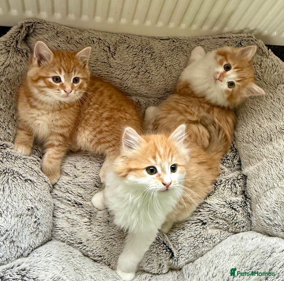 Mixed Breed cats for sale: SUPER FLUFFY KITTENS READY NOW - Advert 11