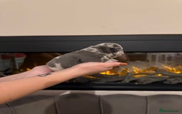 French Bulldog dogs for sale: Beautiful blue and lilac merle French bulldogs - Image 13