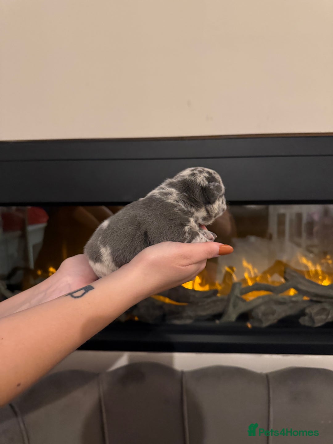 French Bulldog dogs for sale: Beautiful blue and lilac merle French bulldogs - Image 13