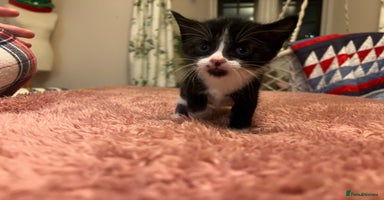 Domestic Shorthair cats Russian blue mix - Advert 7