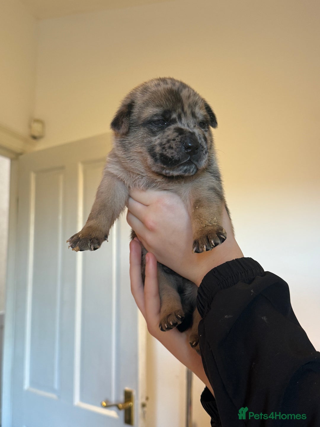 Mixed Breed dogs for sale: American bulldog / chowchow  - Advert 5