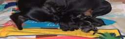 Miniature Dachshund dogs for sale: MAGNIFICENT DACHSHUND PUPPIES - Advert 7