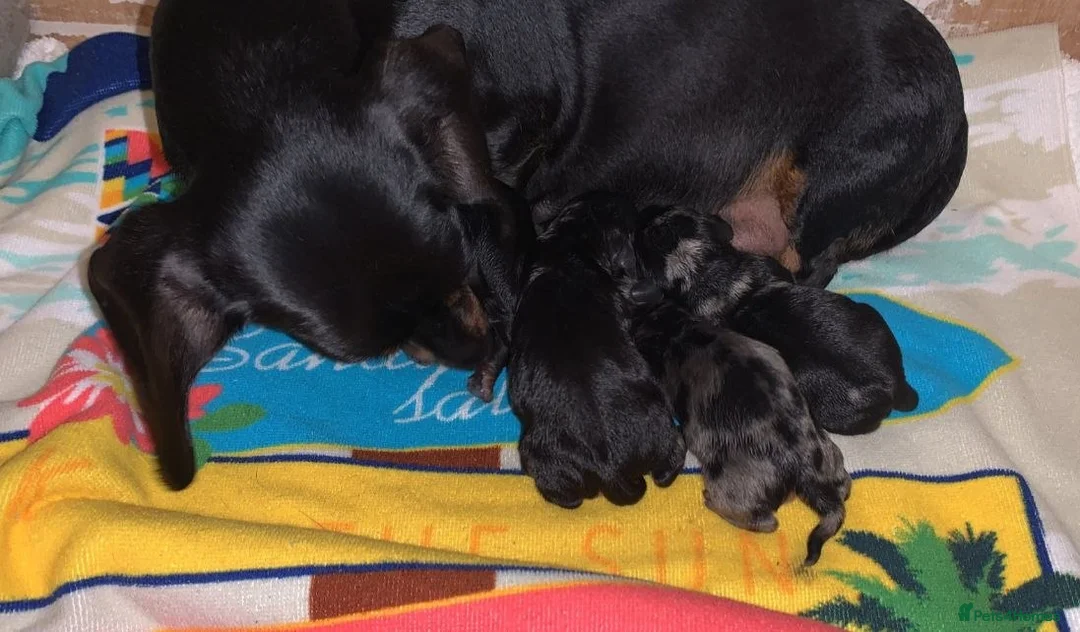 Miniature Dachshund dogs for sale: MAGNIFICENT DACHSHUND PUPPIES - Advert 7