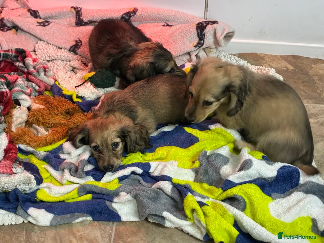 Miniature Dachshund dogs for sale: CREAM LONGHAIRED MIN DACHSHUNDS  - Advert 3