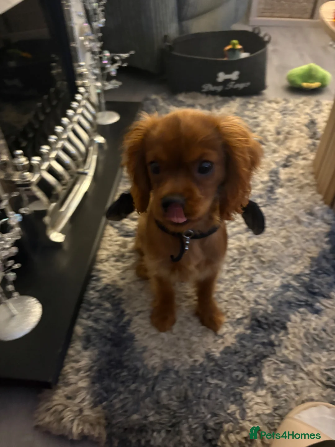 Cavalier King Charles Spaniel dogs for sale: Ozzy is is name  in Stoke-on-Trent - Advert 9