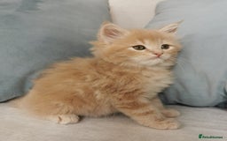 Maine Coon cats for sale: Big Chunky Maine Coon Kittens - Image 6