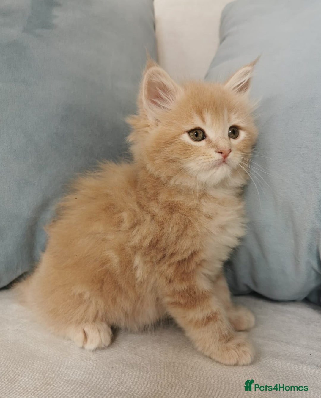 Maine Coon cats for sale: Big Chunky Maine Coon Kittens - Image 6