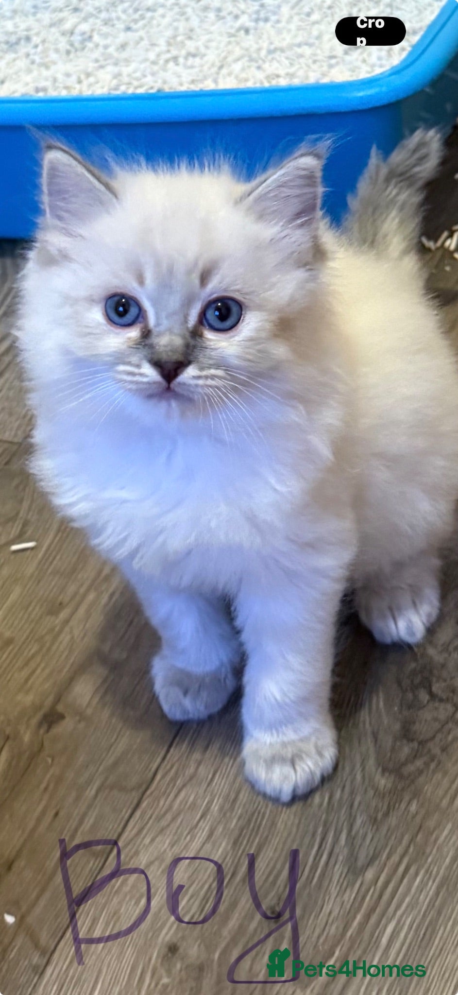 Ragdoll cats 🐾 Adorable Ragdoll  Kittens for Sale! 🐾  - Advert 1