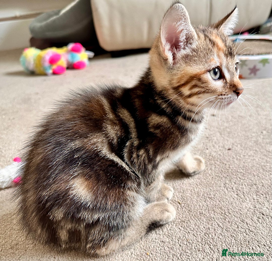 Mixed Breed cats for sale: Adorable bengal & tabby mix kittens - Image 23