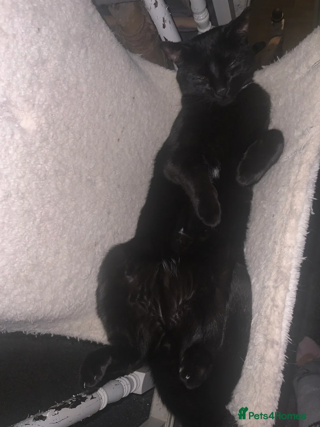 British Shorthair cats for sale: Male cat looking for new home - Advert 4