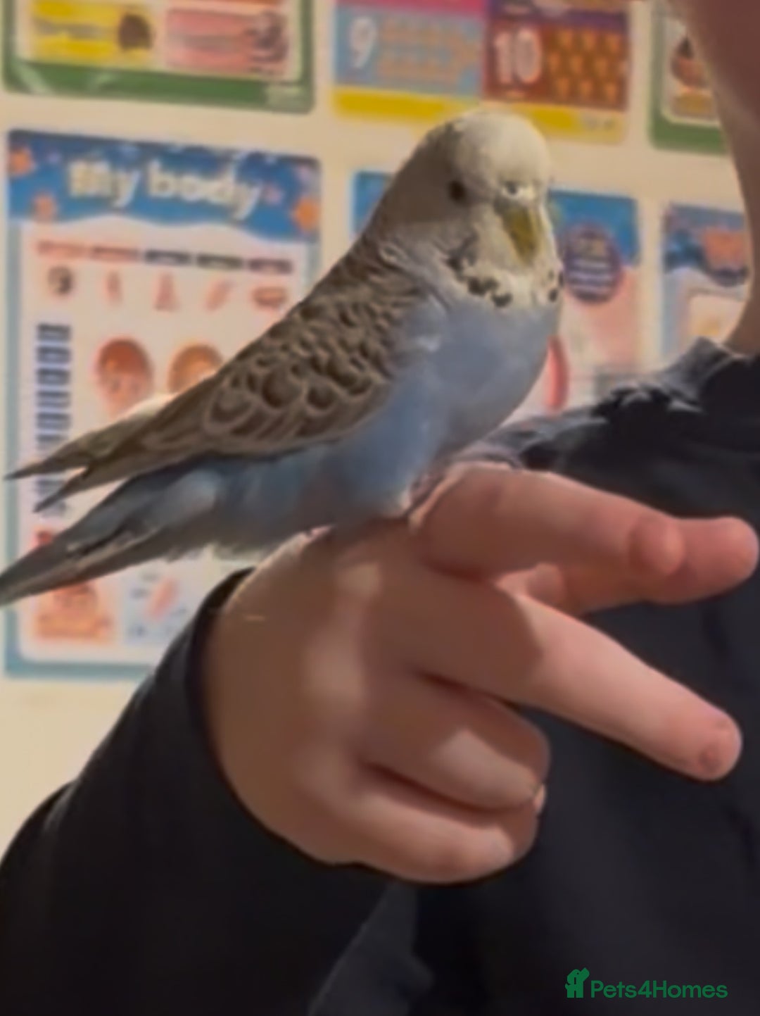 Budgerigars birds for sale: Tame Budgies with cage  - Advert 3