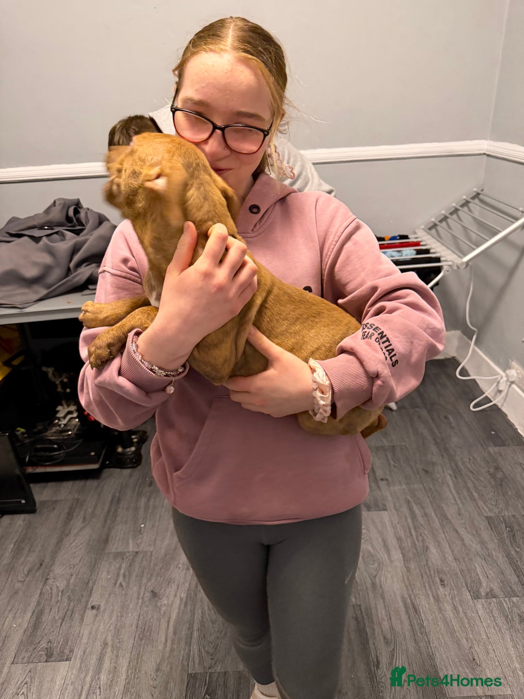 Staffordshire Bull Terrier dogs for sale: Female staff puppy - Advert 13