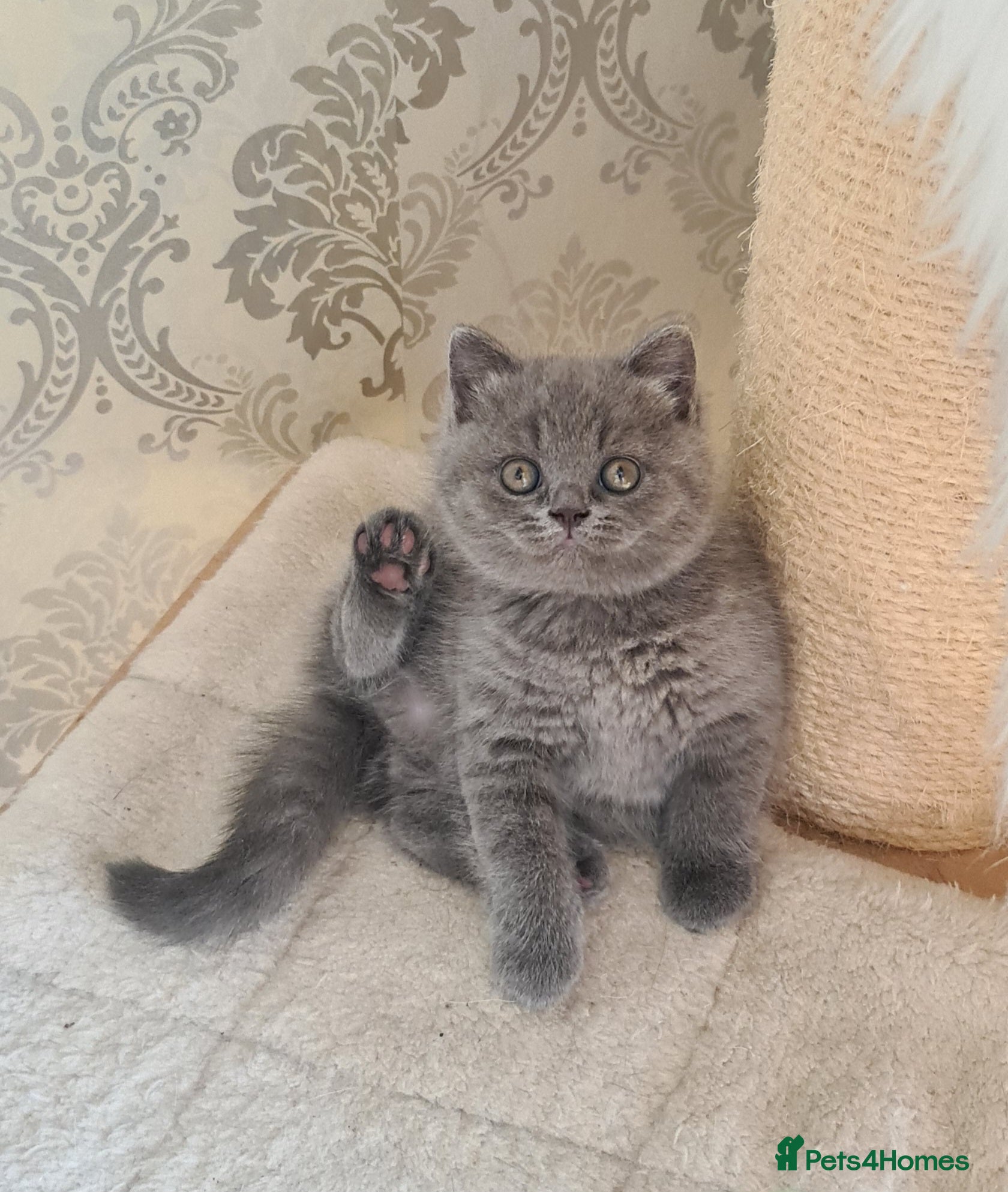 British Shorthair cats 💝GCCF REGISTERED British ShortHair Kittens  - Advert 2