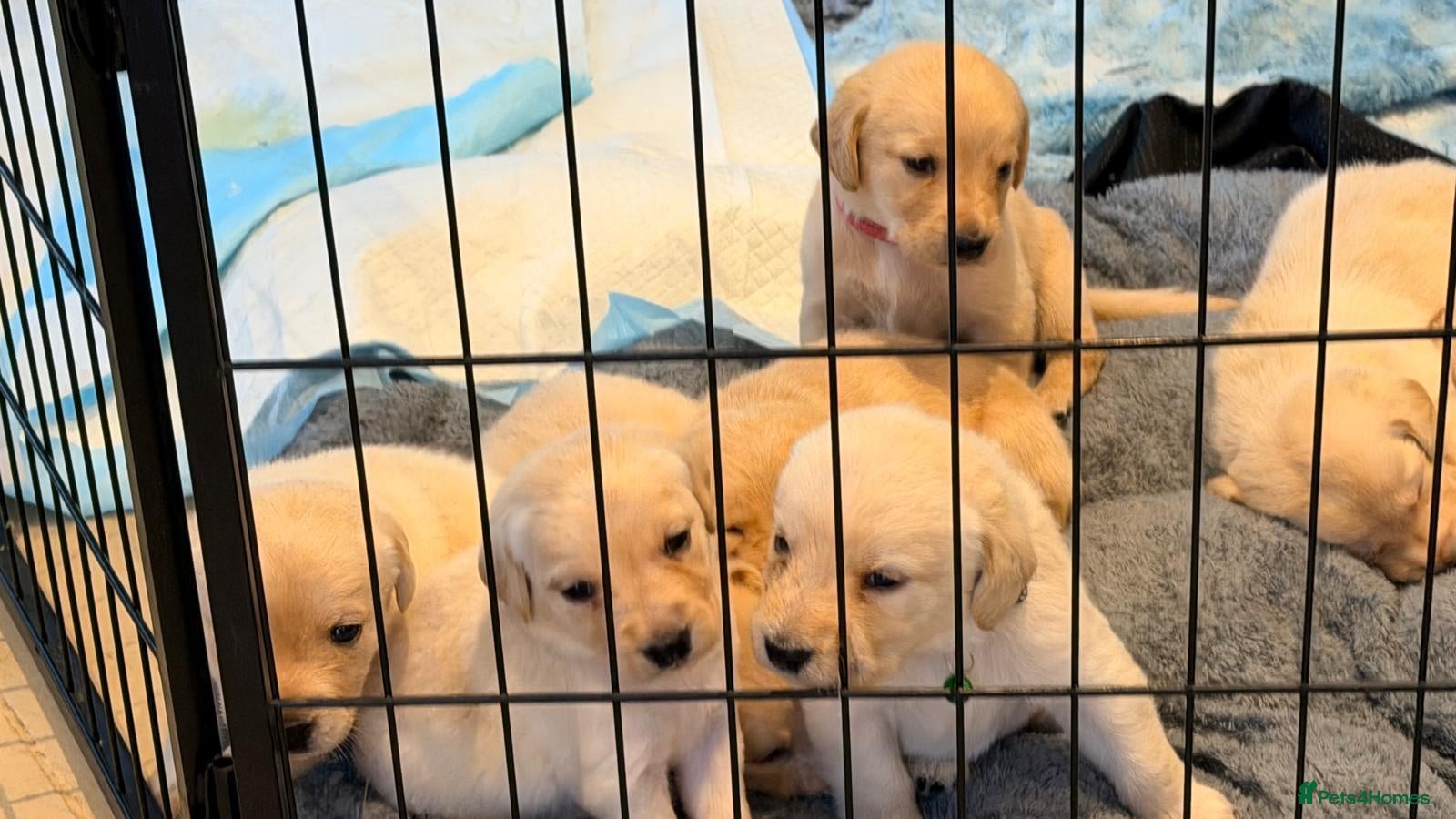 Labradoodle dogs Golden Labradoodle / Doubledoodle Puppies Viewings - Advert 1
