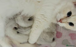 Ragdoll cats for sale: Beautiful Ragdoll kittens GCCF-seal tortie tabby  - Image 5
