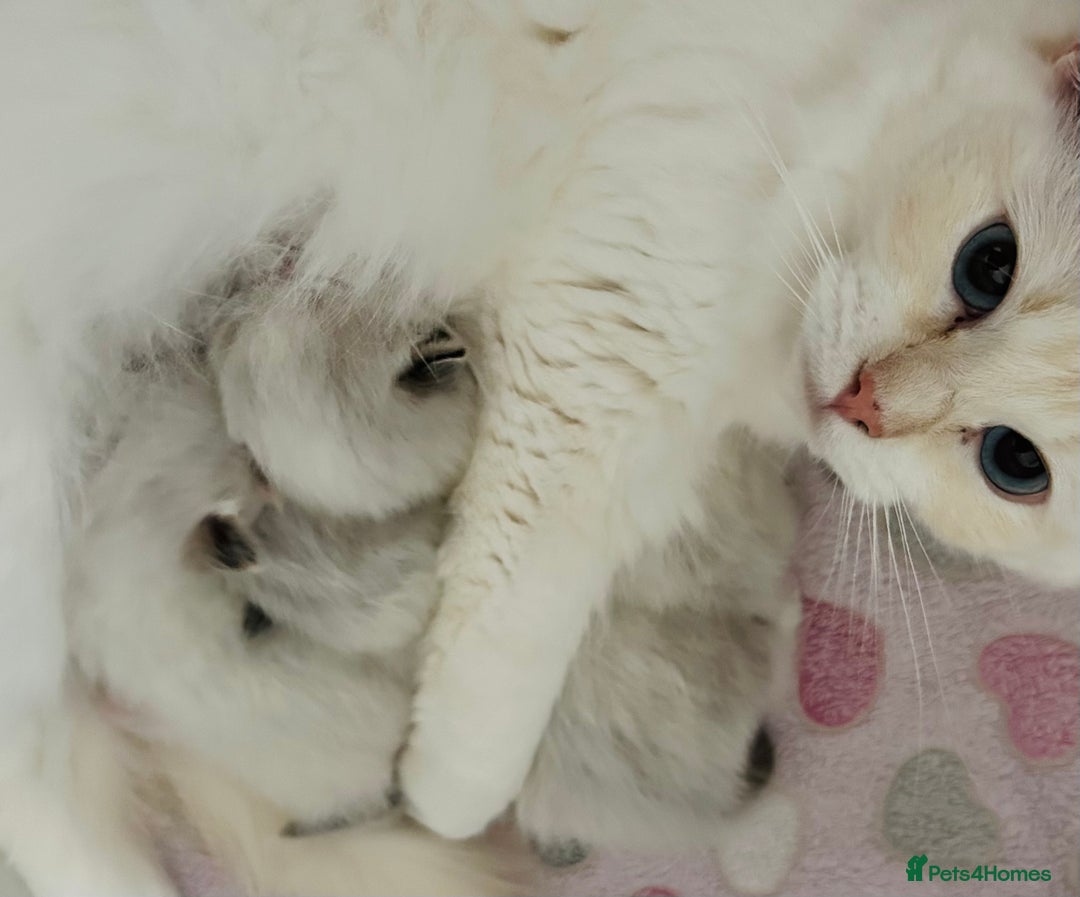Ragdoll cats for sale: Beautiful Ragdoll kittens GCCF-seal tortie tabby  - Image 5