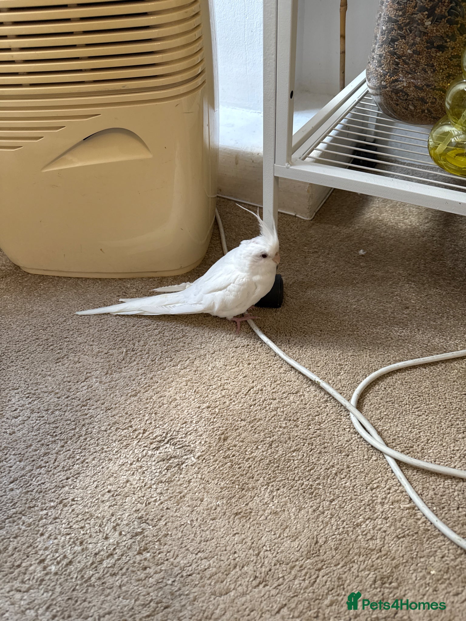 Cockatiels birds Cockatiels for sale - Advert 2