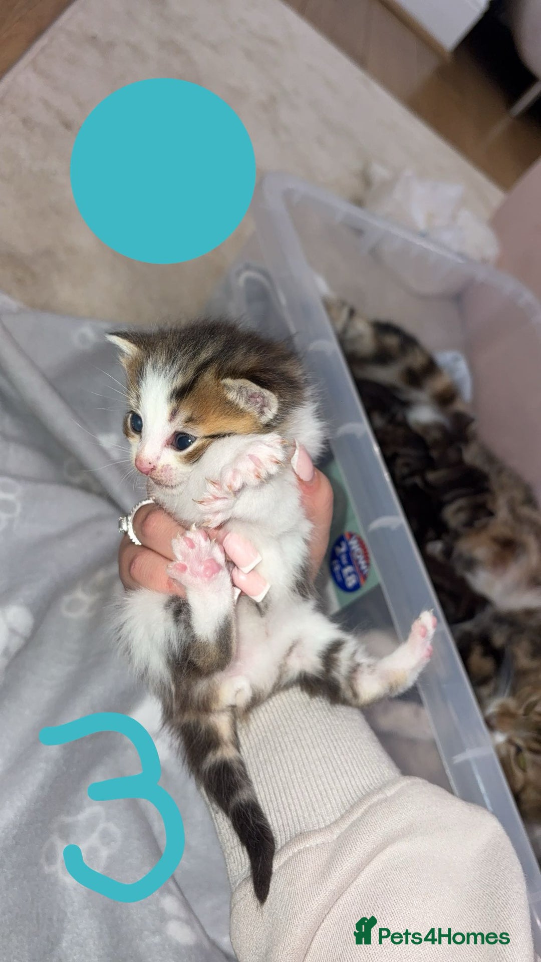 British Shorthair cats for sale: 6 beautiful kittens for sale  - Advert 6