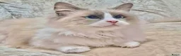 Ragdoll cats for sale: Ragdoll X British Shorthair Boy - Advert 2