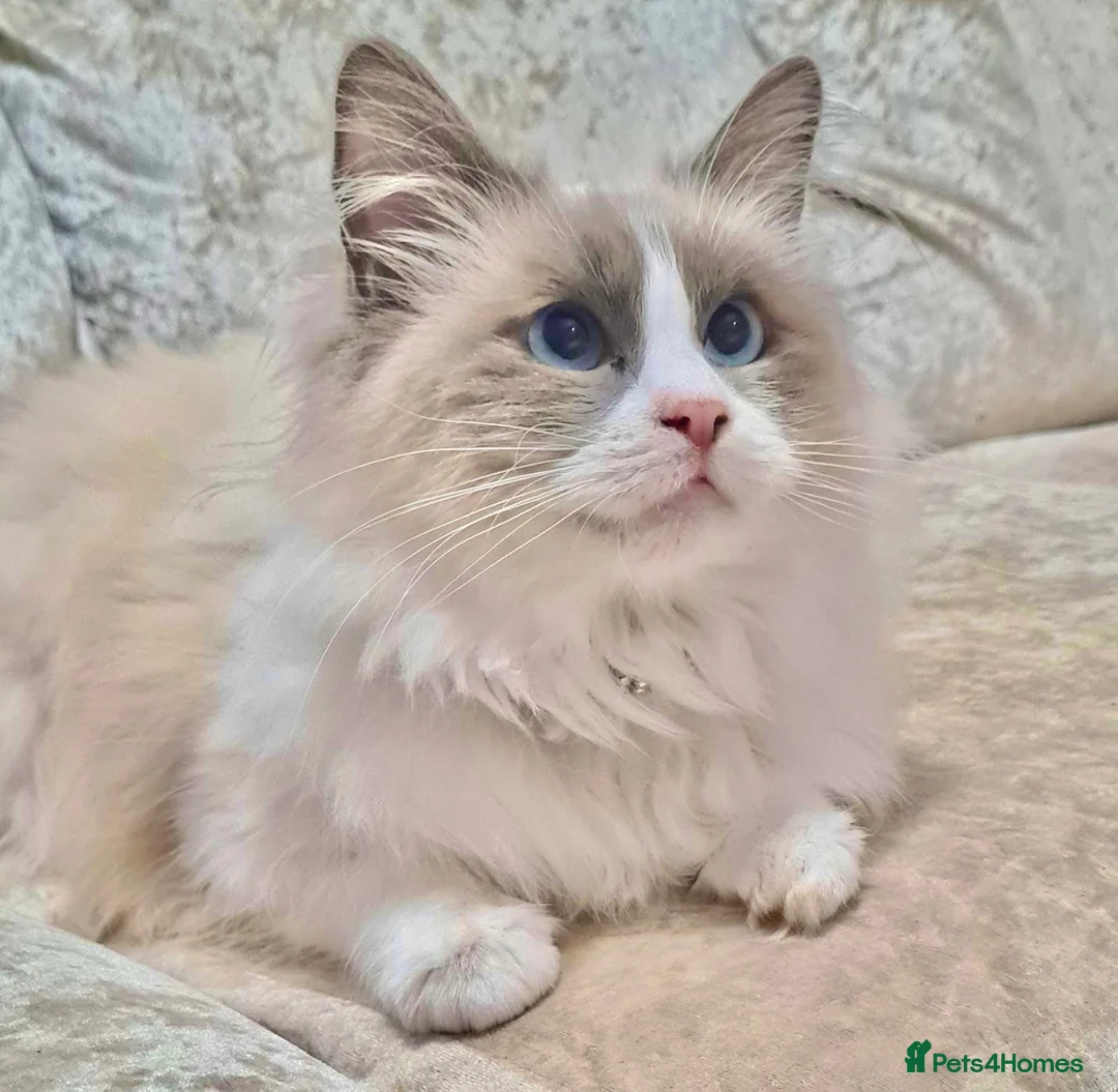 Ragdoll cats for sale: Ragdoll X British Shorthair Boy - Advert 2