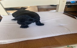Cocker Spaniel dogs for sale: Beautiful Cocker Spaniel Puppies  - Image 6