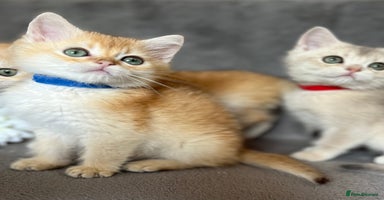 British Shorthair cats - Advert 14