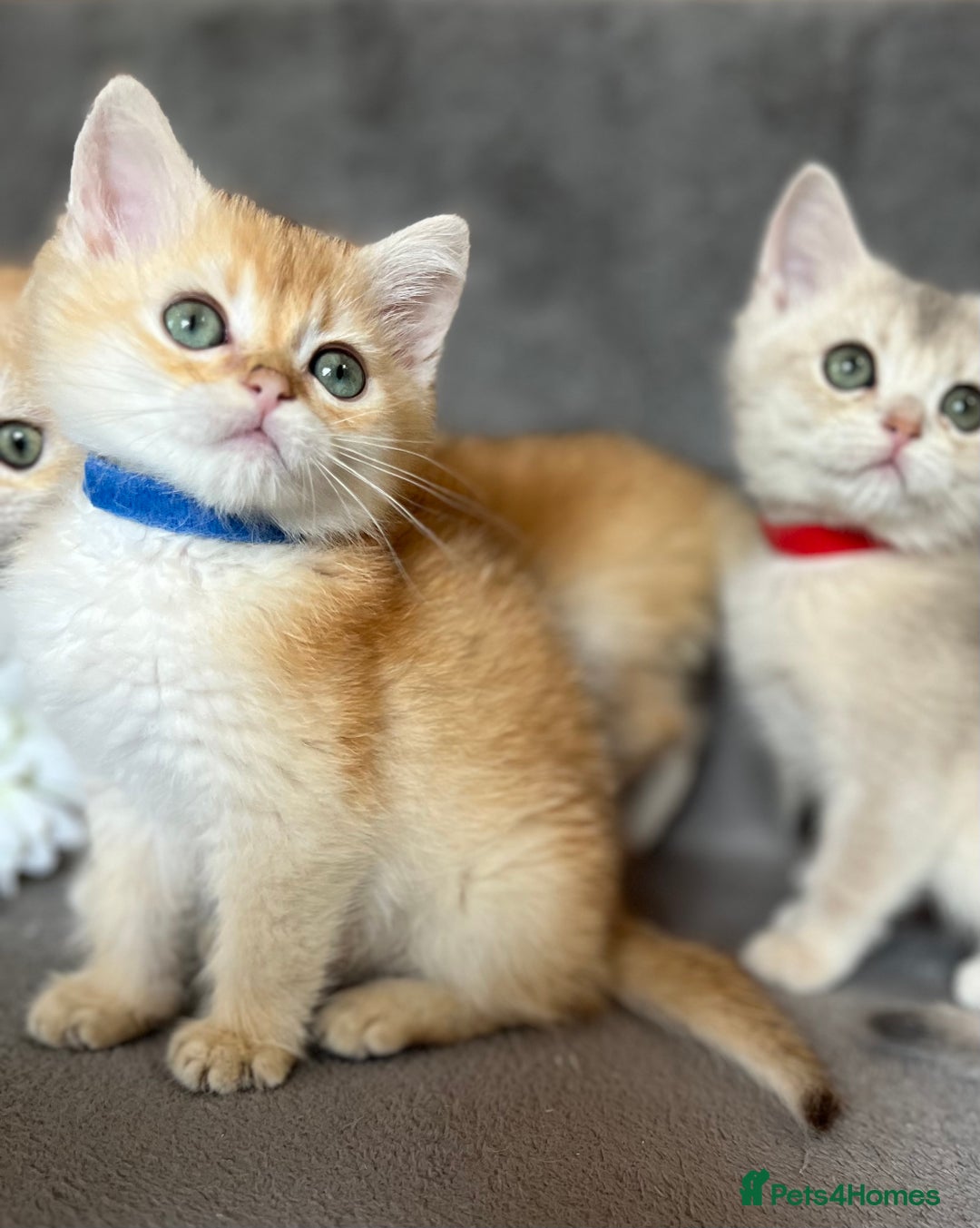 British Shorthair cats for sale: NY 12 British shorthair GCCF golden kittens  - Image 3