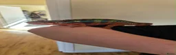 Chameleon reptiles for sale: True nosy be blue panther chameleon  in Reading - Advert 8
