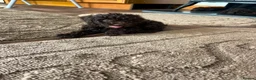 Toy Poodle dogs for sale: Toy poodle  in Wakefield - Advert 3