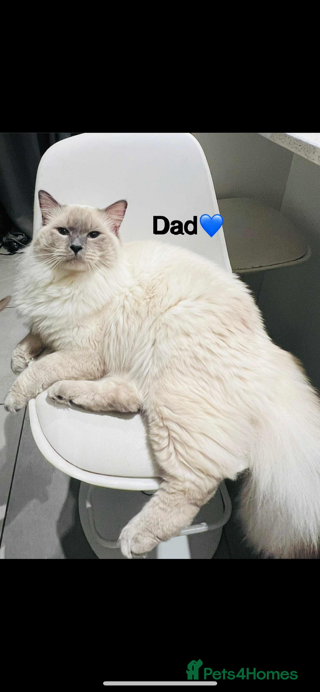 Ragdoll cats for sale: 🩷5 Blue Bi-colour Ragdoll girls🩷 - Advert 9