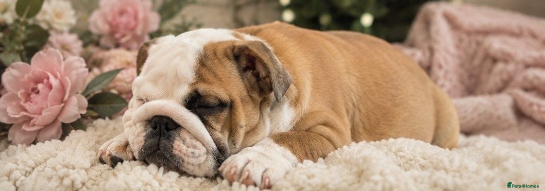 English Bulldog dogs 1 girl left! KC Bulldog Pups Champion Lines!!!!!!! - Advert 2