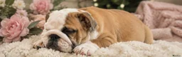 English Bulldog dogs for sale: 1 girl left! KC Bulldog Pups Champion Lines!!!!!!! - Advert 2