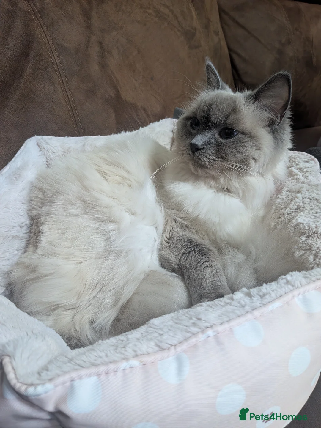 Ragdoll cats for sale: White/grey ragdoll kitten in Harrow - Advert 3